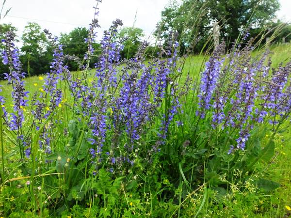 Wild Clary, southern France