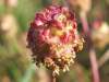 Sanguisorba minor, Salad Burnet
