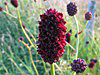 Sanguisorba officinalis, Great Burnet