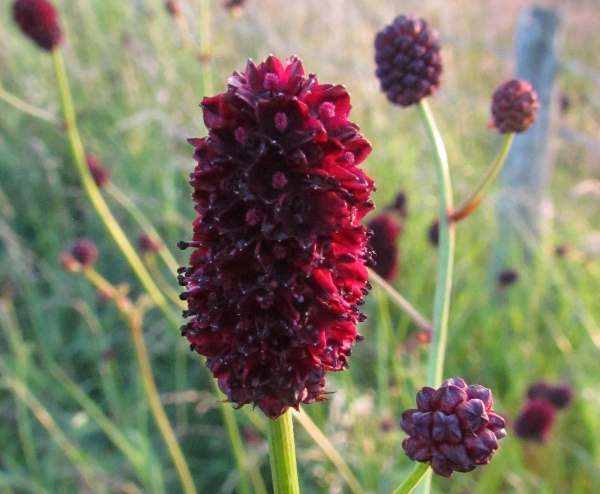Sanguisorba officinalis, Great Burnet, Flowers
