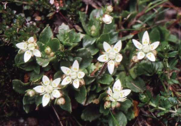 Saxifraga stellaris - Starry Saxifrage