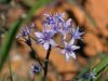 Scilla bifolia