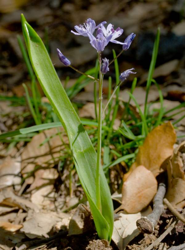 Scilla monophyllos