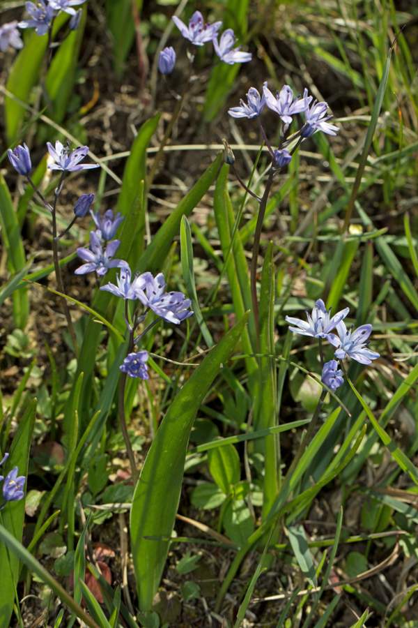 Scilla monophyllos, Algarve, Portugal