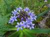 Scilla peruviana