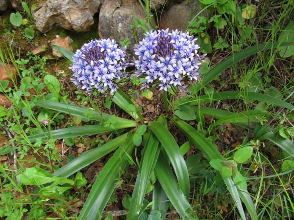 Scilla peruviana, Algarve region of Portugal