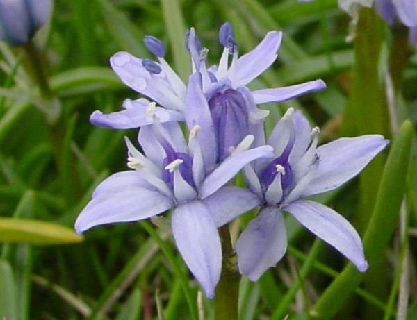 Scilla verna, Spring Squill