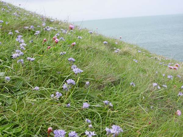 Spring Squill, Pembrokeshire UK