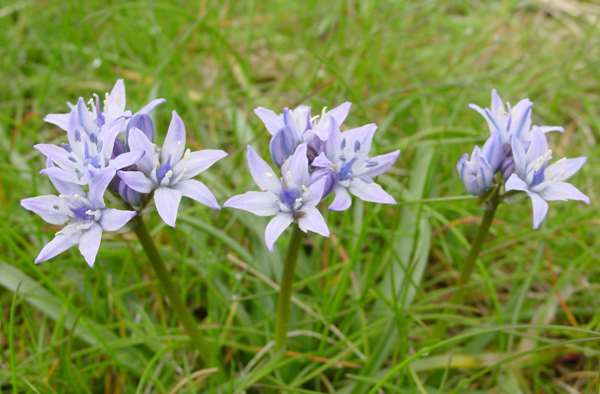 Scilla verna flowers in springtime at Gower Coast NNR