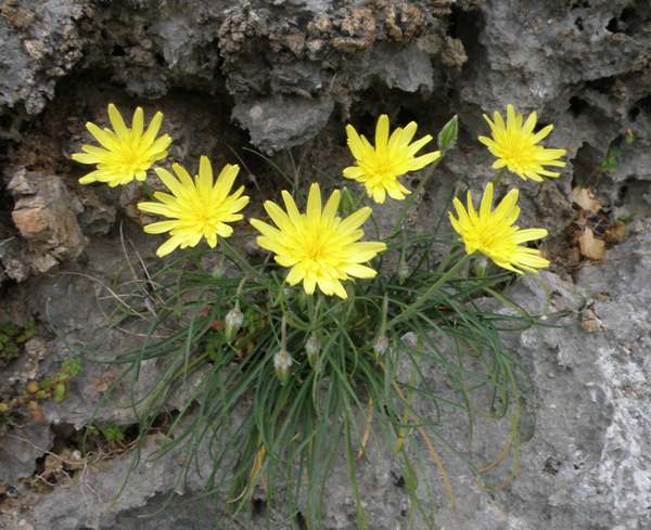 Cretan viper's-grass