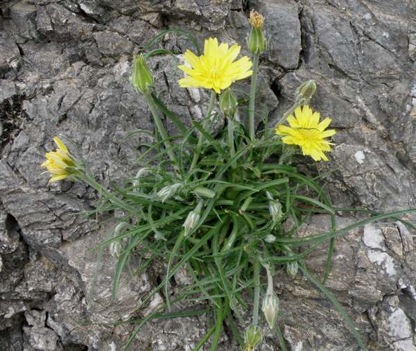 Scorzonera cretica on a rock face