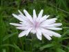 Scorzonera purpurea, Purple Viper's-grass