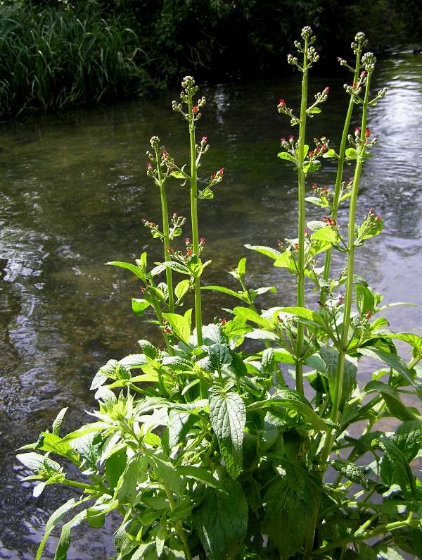 Water Figwort beside a chalk stream