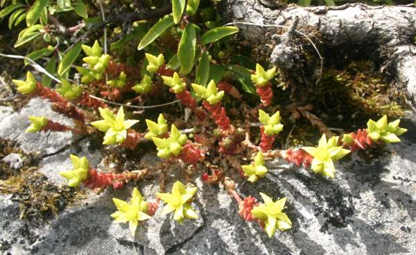 Sedum acre, Biting Stonecrop, growing on limestone pavement