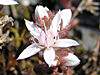 Sedum anglicum