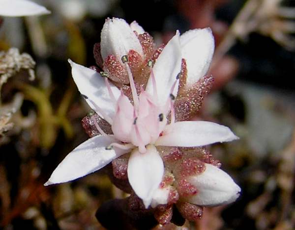 Sedum anglicum, English Stonecrop, closeup