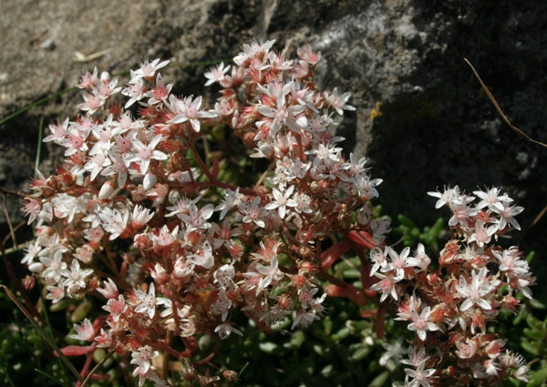 English Stonecrop on the Burren