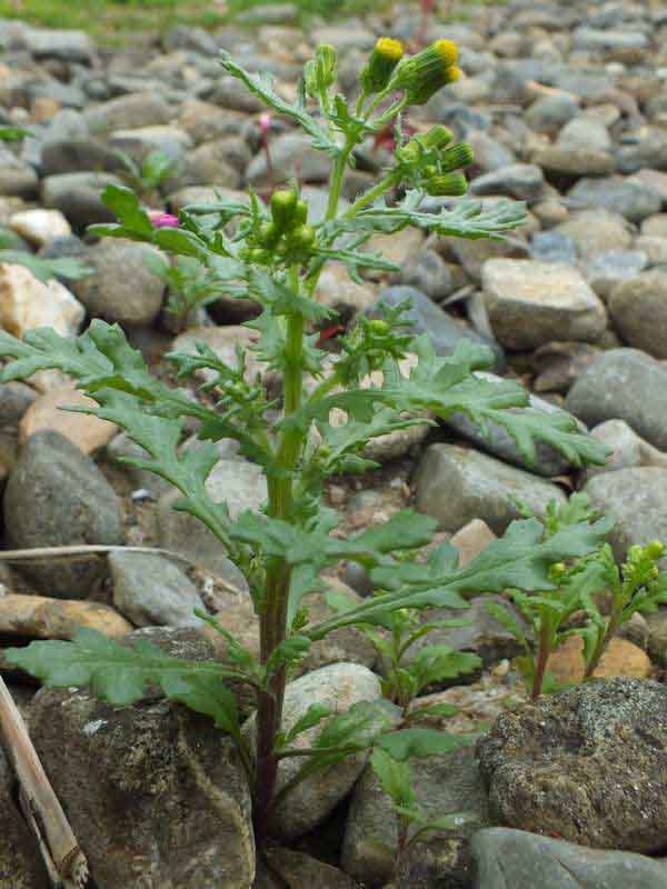 Groundsel