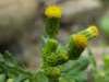 Sennecio vulgaris, Groundsel