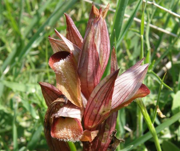 Serapias apulica flower close up