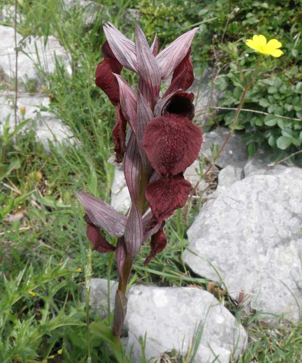 A dark-coloured example of Serapias cordigera