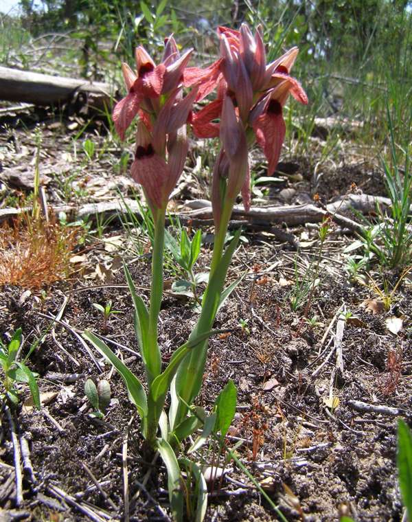Serapias cordigera - Heart-flowered Serapias, Portugal