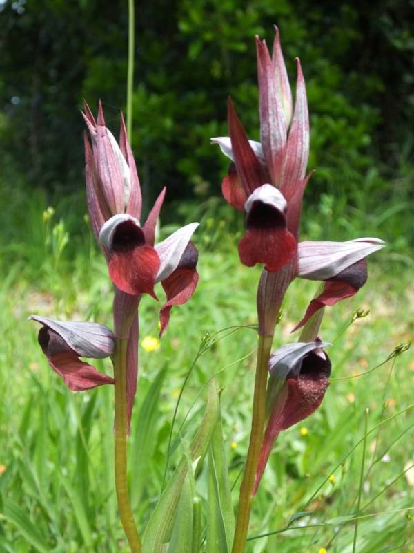 Serapias cordigera, south-west France, May 2023.