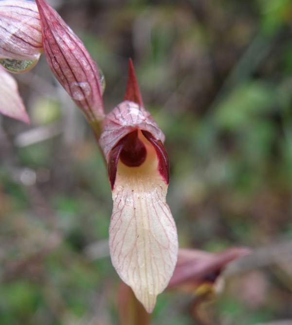A closeup picture of Serapias lingua