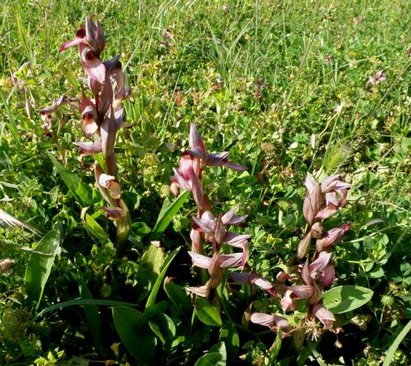 Group of Tongue Orchids, Serapias lingua