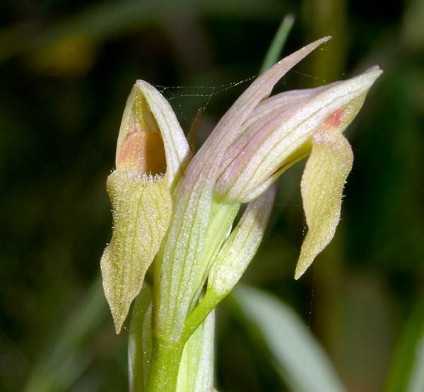 Serapias parviflora, pale yellowish form