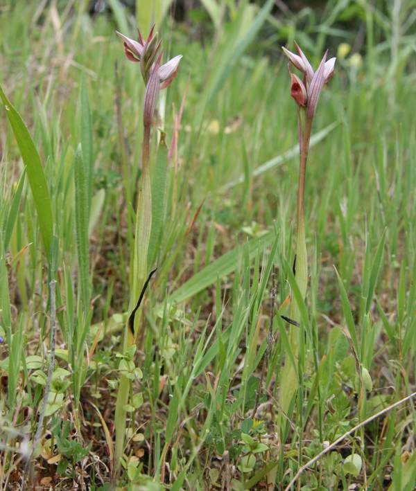 Serapias parviflora, southern Portugal