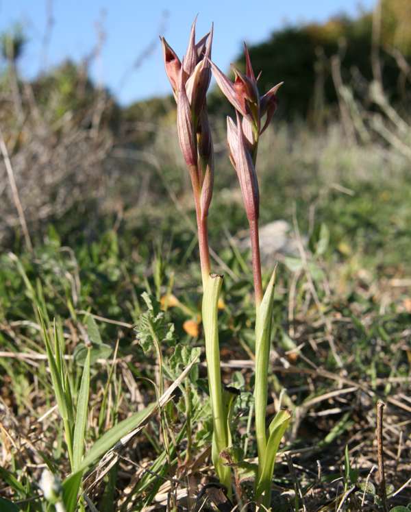 A pair of Serapias [parviflora plants, Portugal