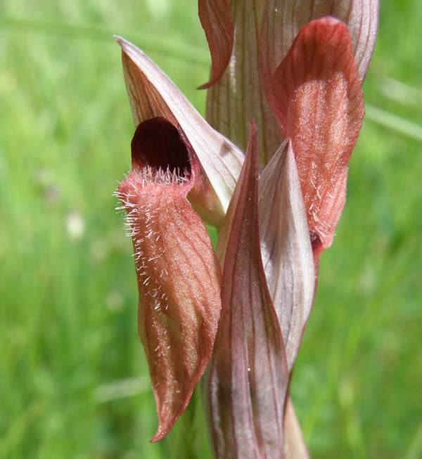 Serapias vomeracea