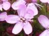 Silene acaulis, Moss Campion