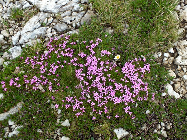Silene acaulis, Italy