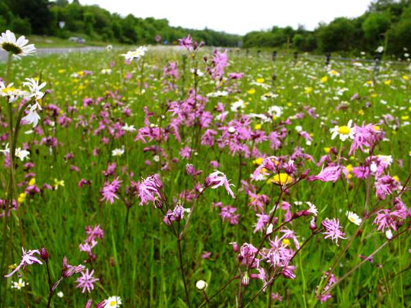 A display of Ragged Robin on a roadside verge