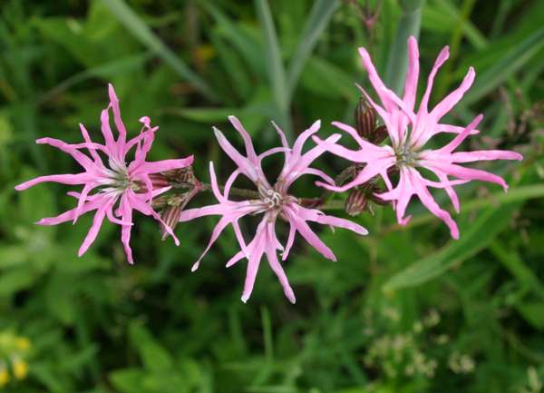 Ragged Robin, closeup of flowers