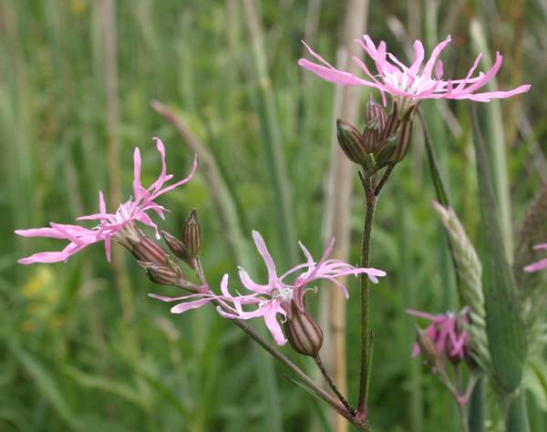 A closeup of Ragged Robin