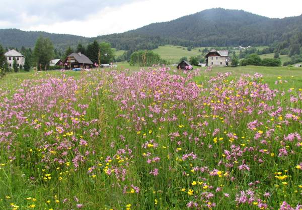 Ragged Robin in a wet meadow