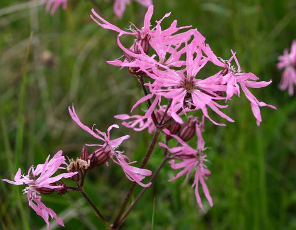 Ragged Robin at Llangloffan Fen