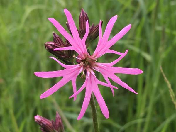 Closeup of a Ragged Robin flower