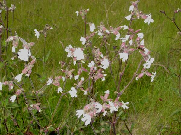 White Campion plants