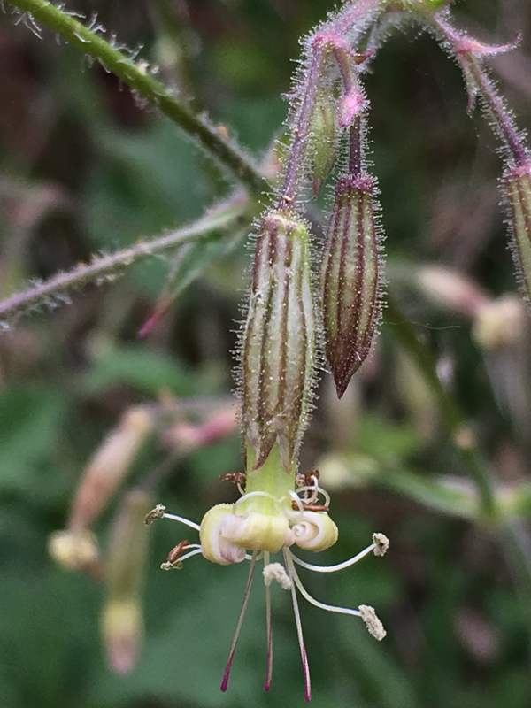 Closeup of flowers of Nottingham Catchfly