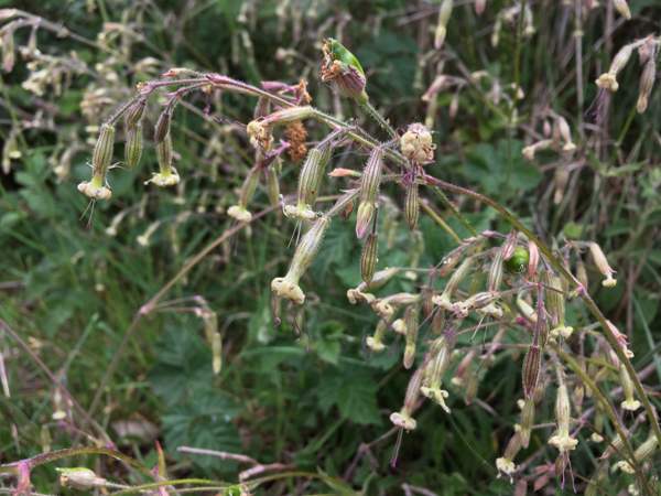 Nottingham Catchfly, southern England