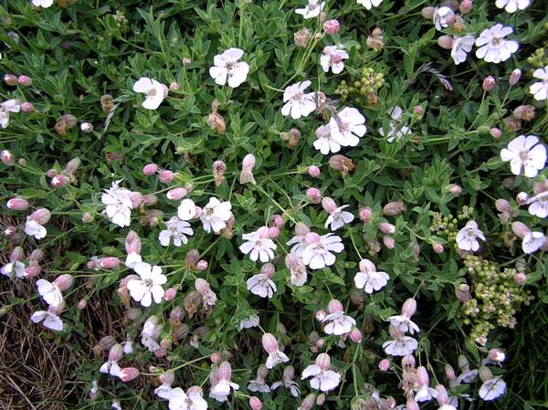 Silene uniflora, Sea Campion