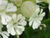 Bladder Campion Silene vulgaris