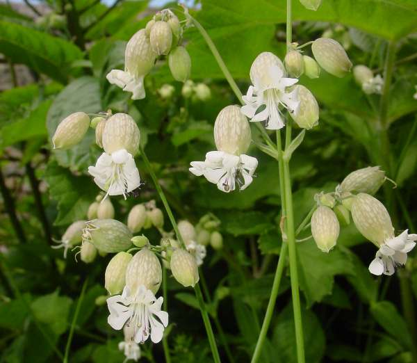 Closeup picture of Silene vulgaris, Bladder Campion