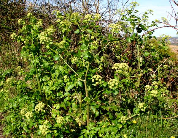 Alexanders