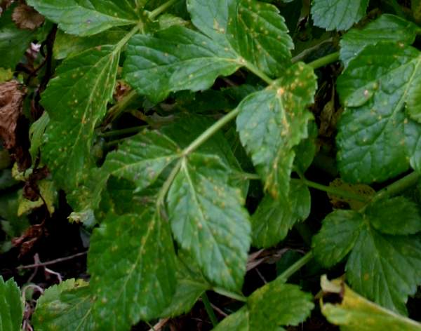 Leaves of Alexanders
