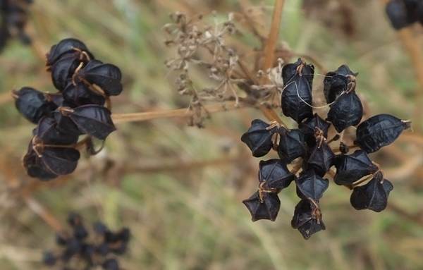 Seeds of Alexanders